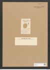 Surirella notabilis L.-F. (de-Toni-Nr.: Genus 53, Species 2272) Zeichnungen Sammlung Grunow Nr. 4715 (NHMW-BOT-W0372810)